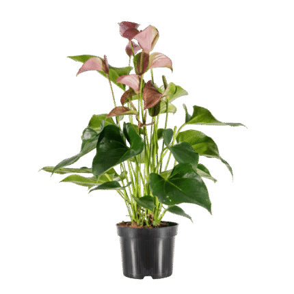 Anthurium