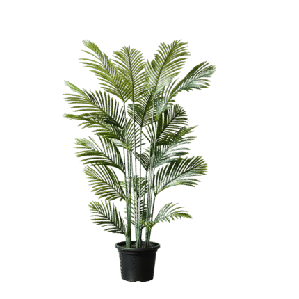 Areca Palm