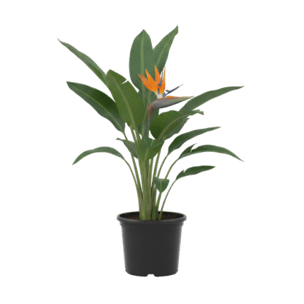 Birds of Paradise