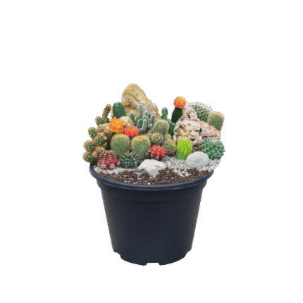 Cactus (various)