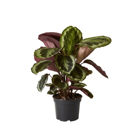 Calathea (Prayer Plant family)