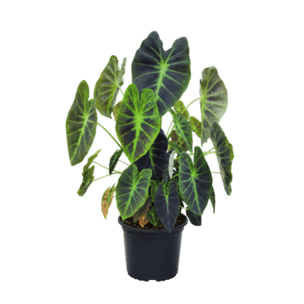 Colocasia