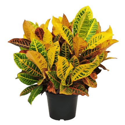 Croton