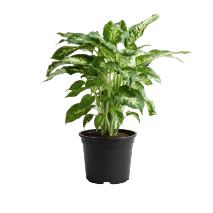 Dieffenbachia (Dumb Cane)