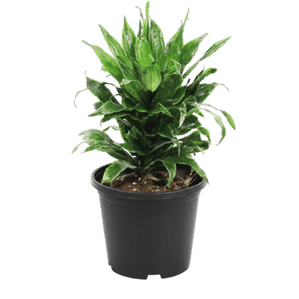 Dracaena Compacta