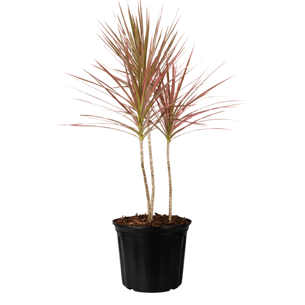 Dracaena Marginata Nursery Pot