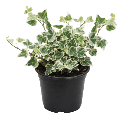 English Ivy