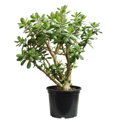 Jade Plant (Crassula ovata)