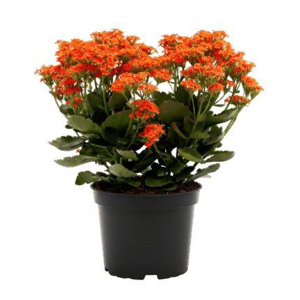 Kalanchoe