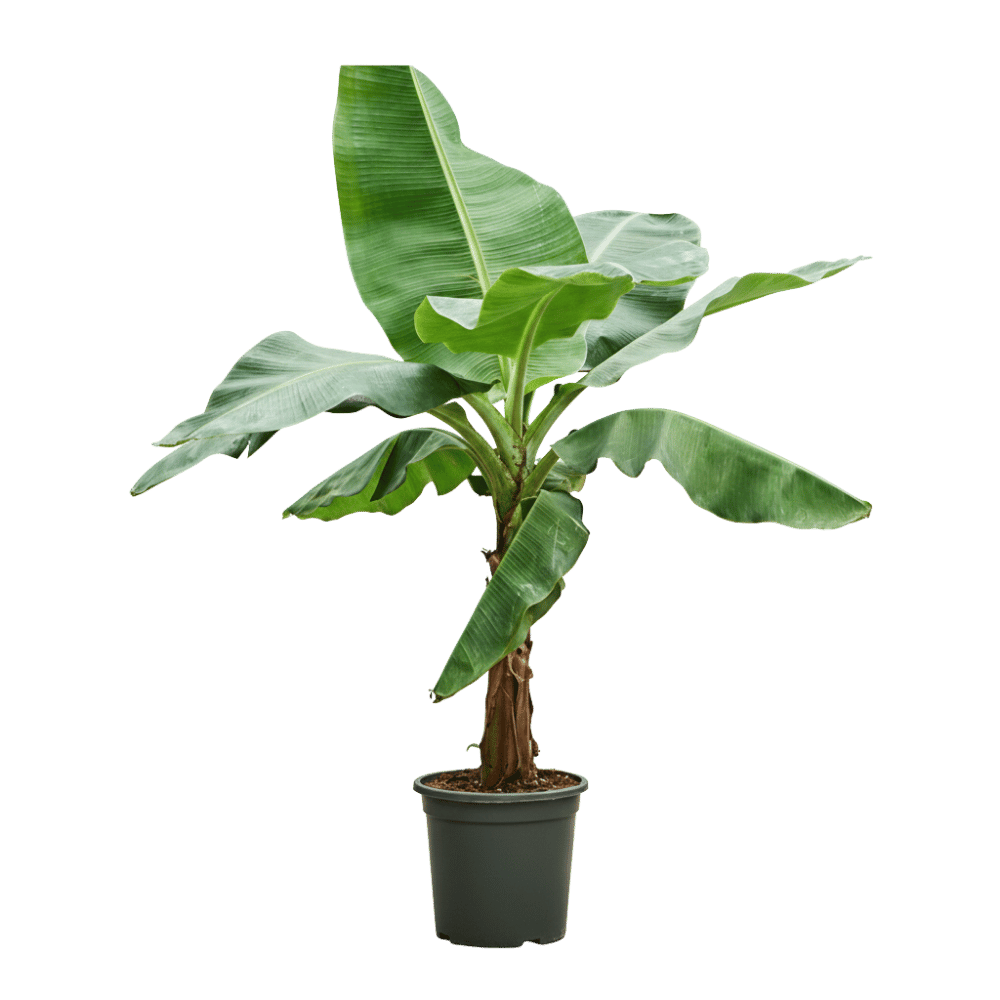 Musa Banana Plant Nursery Pot