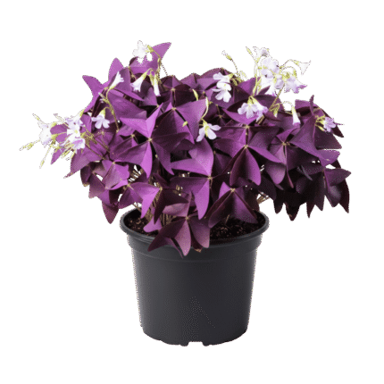 Oxalis Triangularis (Purple Shamrock)