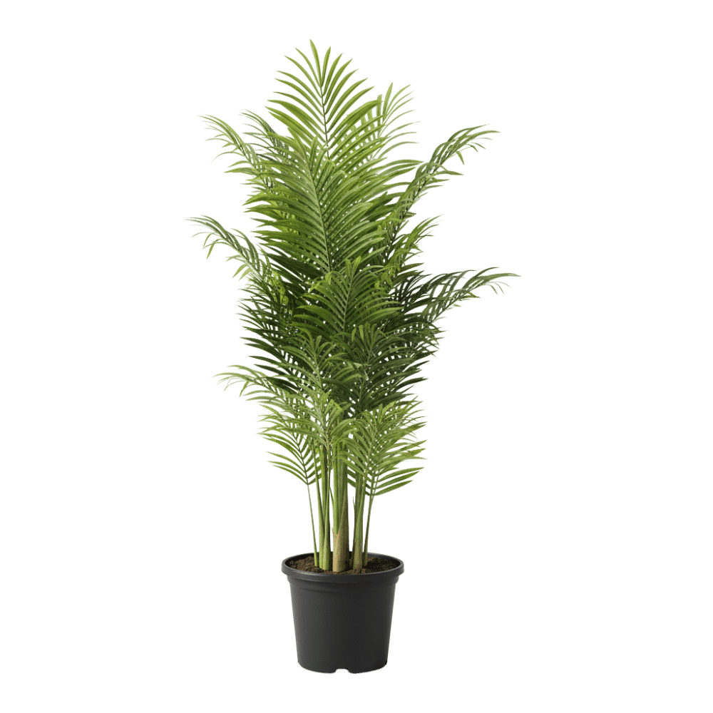 Parlor Palm Nursery Pot
