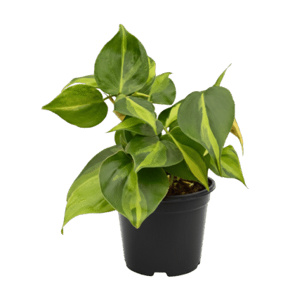 Philodendron Heartleaf