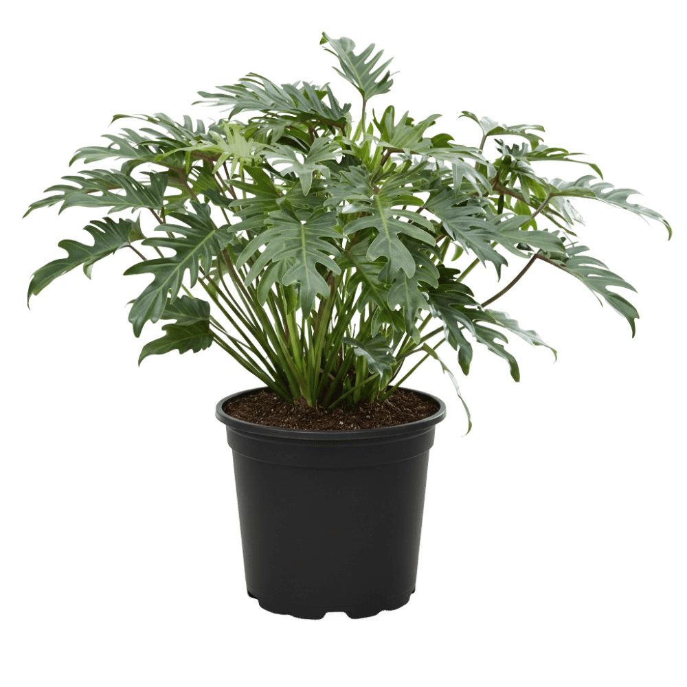 Philodendron Xanadu Nursery Pot
