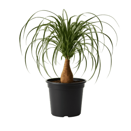 Ponytail Palm
