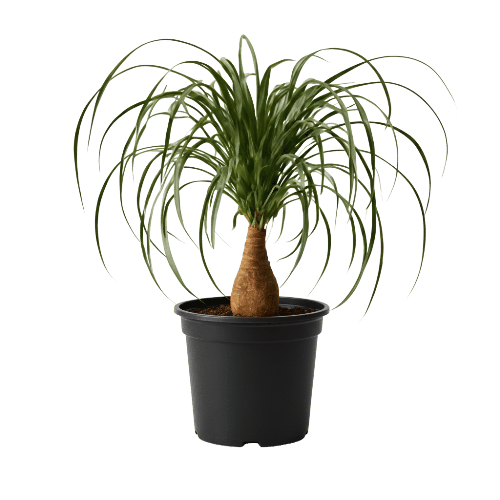 Ponytail Palm Nursery Pot