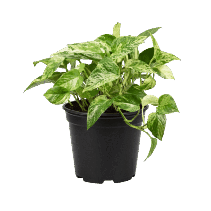 Pothos (Golden, Neon, Marble Queen)