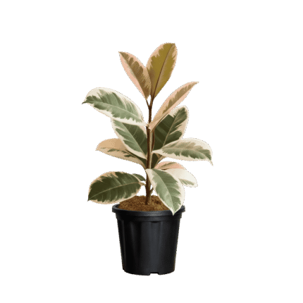 Rubber Plant (Ficus elastica)