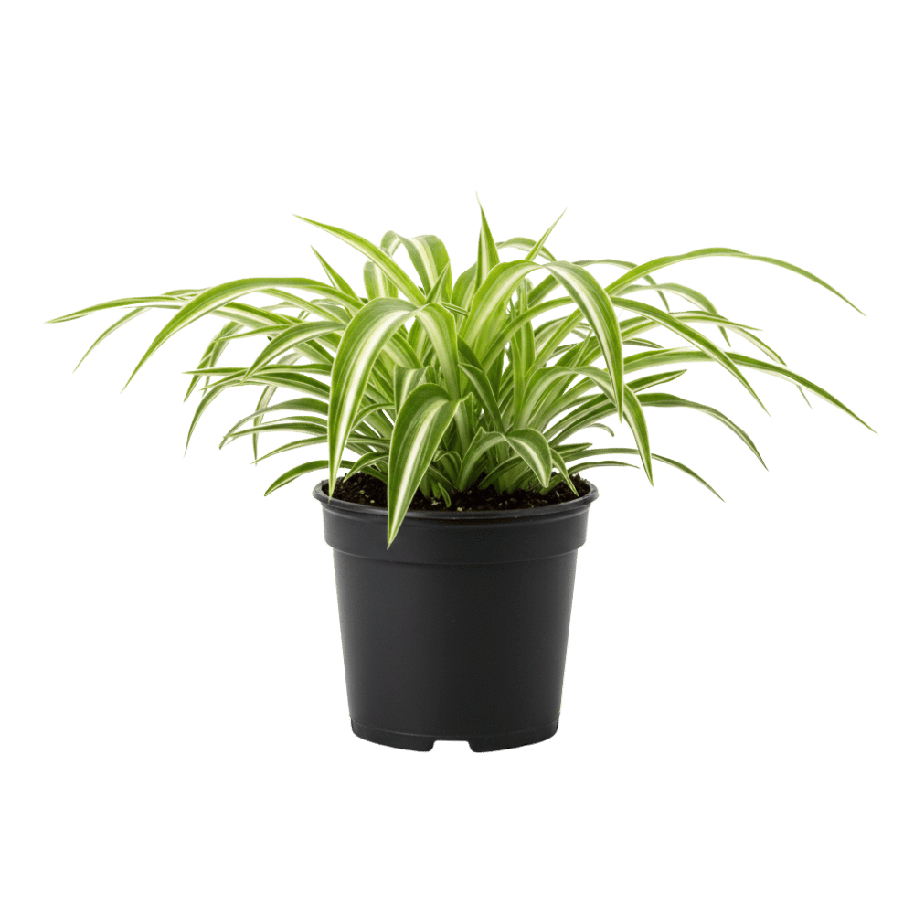 Spider Plant Nursery Pot
