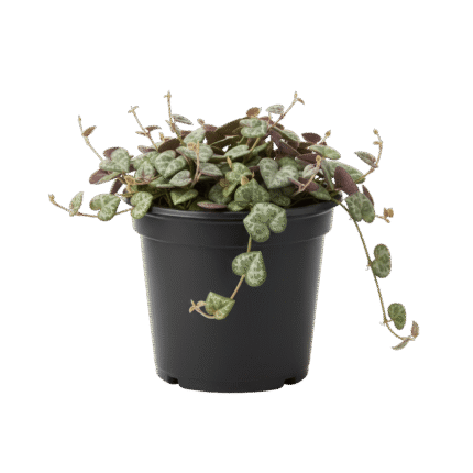 String of Hearts