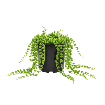 String of Pearls