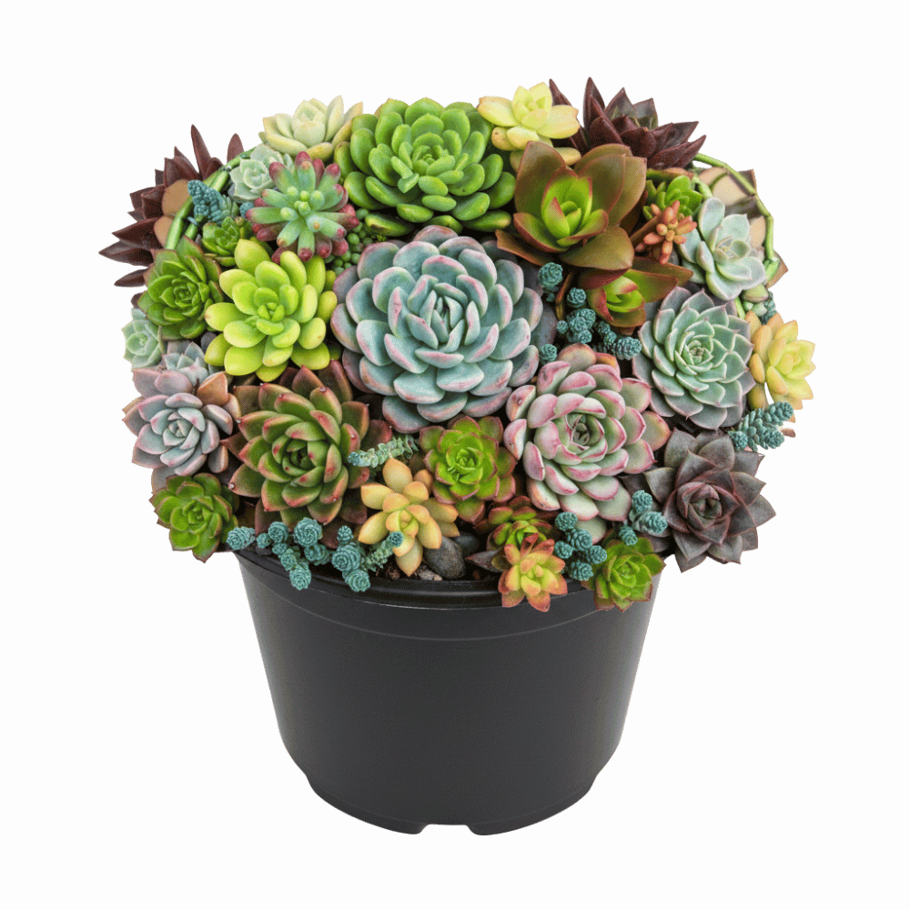Succulents (various) Nursery Pot