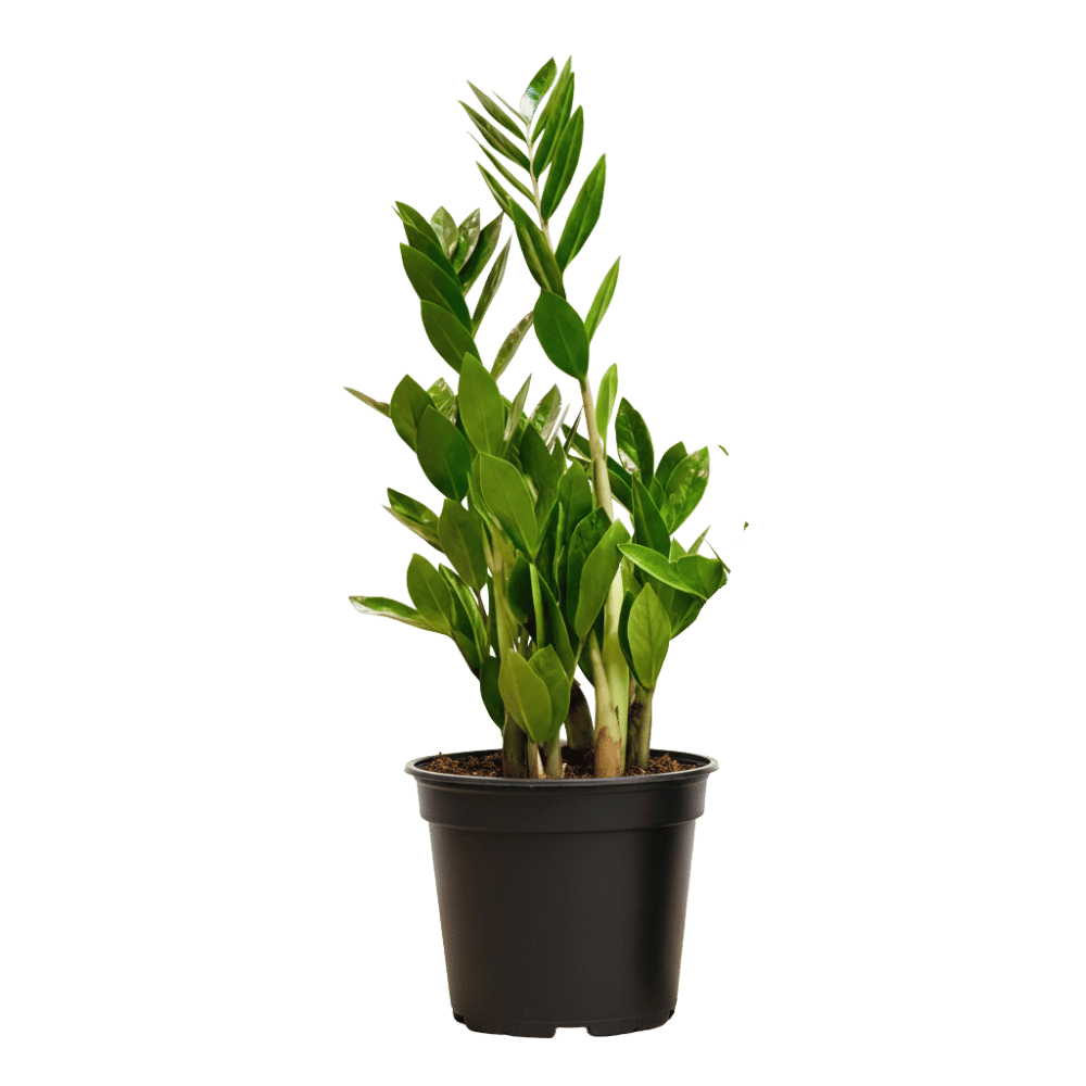 ZZ Plant (Zamioculcas zamiifolia) Nursery Pot